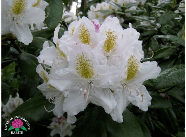 Rhododendron   'Babītes Baltais'